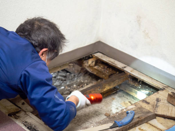 Home Mold Removal in Calera, OK