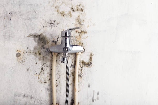 Trusted Calera, OK Mold Removal Experts