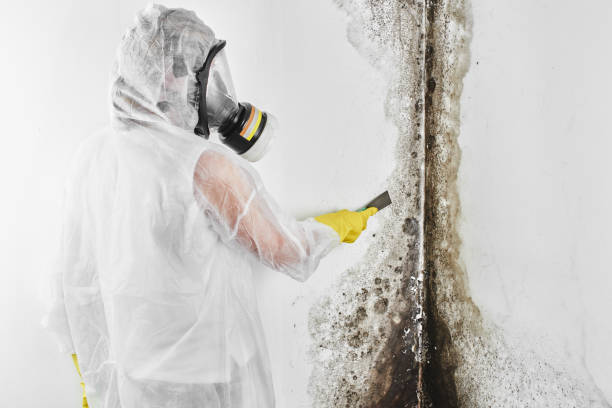 Best Mold Remediation  in Calera, OK