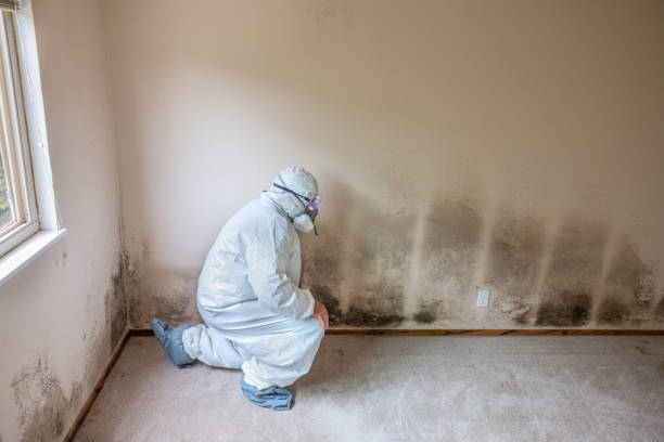 Best Toxic Mold Removal  in Calera, OK
