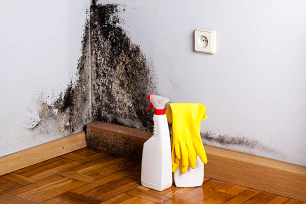 Best Office Mold Removal Services  in Calera, OK