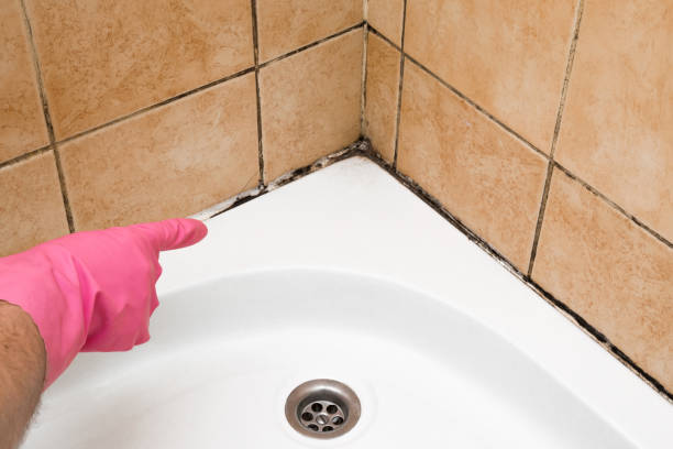 Best Fast Mold Removal  in Calera, OK